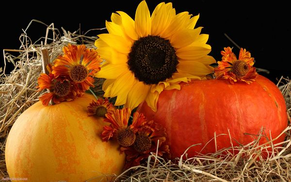 click to free download the wallpaper--Sunflowers and Pumpkins Together, And They Seem Quite in Order, 1680x1050 Pixel, Both Color and Combination Are Impressive - HD Natural Scenery Wallpaper