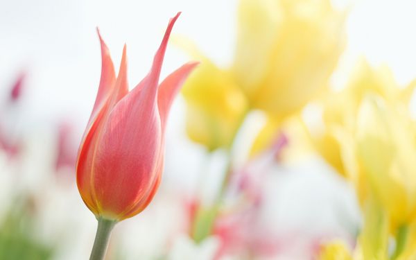 click to free download the wallpaper--Sweet Romantic Flowers, in Red and Yellow, Soft and Cozy Look