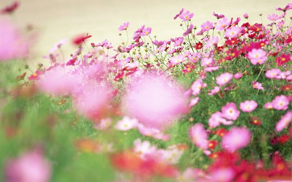 click to free download the wallpaper--Sweet Wildflower Photography, Pink and Red Flowers in Bloom, Romantic Scene
