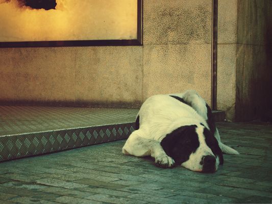 click to free download the wallpaper--Swiss Mountain Dog, Lonely Puppy Lying on Flat Surface, Poor Look