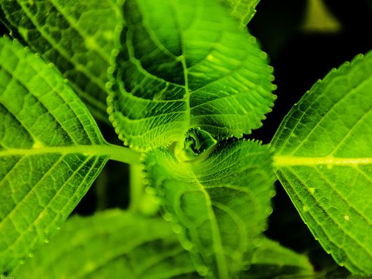 click to free download the wallpaper--Symmetric Plant Photo, Green Leaves in Pairs, Clear Textures
