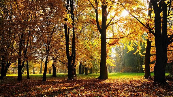 click to free download the wallpaper---Tall Trees in Prosperous Living Condition, Sunlight Pouring in, Even Thick Leaves Seem Shinning - HD Natural Scenery Wallpaper