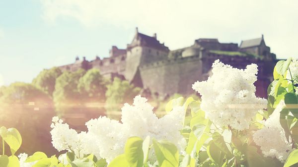 click to free download the wallpaper--Tall and Magnificent Buildings Compared with White Blooming Flowers, They Must be Happy to Meet Each Other - HD Natural Scenery Wallpaper