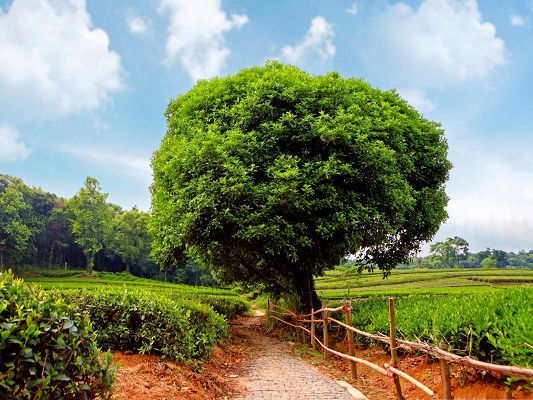 click to free download the wallpaper--Tea Plant Image, a Full Eye of Green Scene, the Blue Sky, Great Harvest
