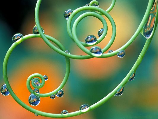 click to free download the wallpaper--Tendrils Passion Flower, Rain Drops on Green Plants, Fresh New Scene