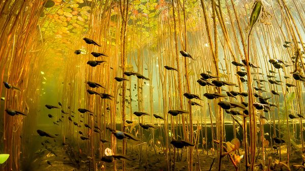 click to free download the wallpaper--The Mysterious Underwater World is Shown, a Group of Fishes Are Swimming Across Yellow Plants, What a Prosperous Scene! - HD Natural Scenery Wallpaper