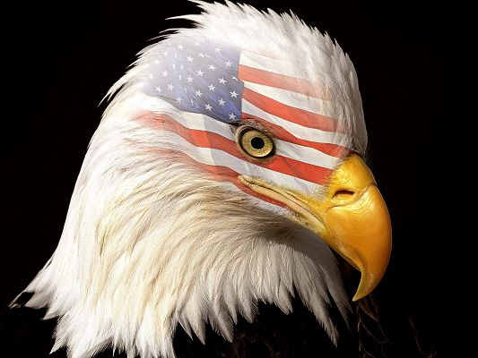 click to free download the wallpaper--The Patriot HD Post in Pixel of 1600x1200, Sharp Eyes and Mouth Combined, Black Background, Shall be Good-Looking and Impressive - TV & Movies Post