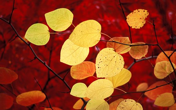 click to free download the wallpaper--The Power of Being Unique Among Others, the Golden Leaves Are the First to Come into Your Eyes - HD Natural Scenery Wallpaper