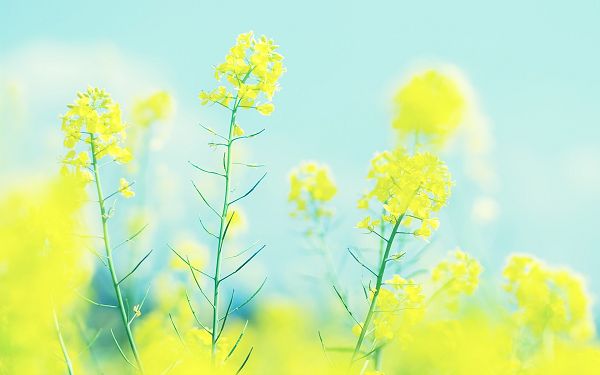 click to free download the wallpaper--The Season of Rape Flowers, Boasting of Their Incredible Beauty, Well Worth Keeping and Smelling - HD Natural Scenery Wallpaper