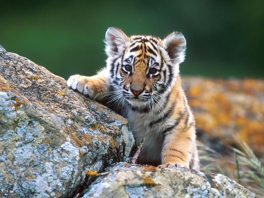 click to free download the wallpaper--Tiger Cub Cute, Little One Curious Aout Everything, Stand on Stone