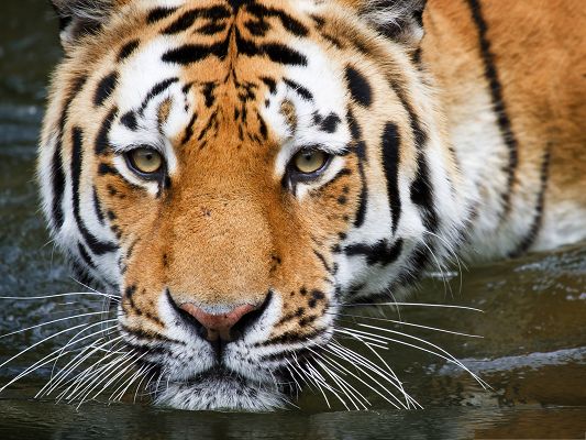 click to free download the wallpaper--Tiger In Water, Lowering Down, Are You Going to Have a Drink? 