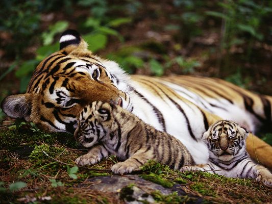 click to free download the wallpaper--Tiger With Cubs, Mom is Always Around to Watch You Out, Where Familyhood Happens
