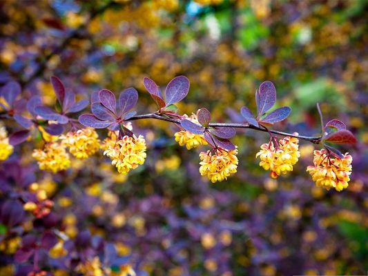 click to free download the wallpaper--Tiny Flowers Picture, Little Flowers in Bloom, Purple Leaves