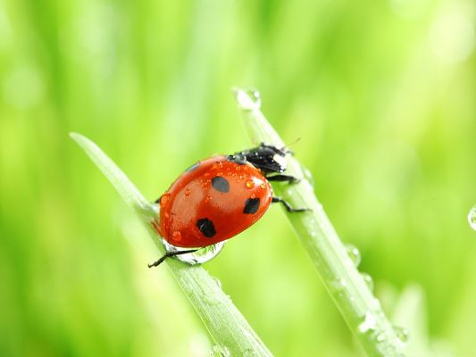 click to free download the wallpaper--Tiny Ladybug Pic, Little Insect Under Macro Focus, Crystal Clear Drops