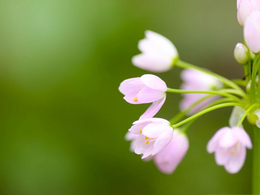 click to free download the wallpaper--Tiny Pink Flowers, Blooming Beautiful-Colored Flowers on Green Background