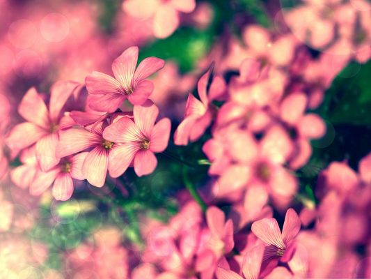 click to free download the wallpaper--Tiny Pink Flowers, Small Flowers Blooming, Green Leaves Around, Great Scenery