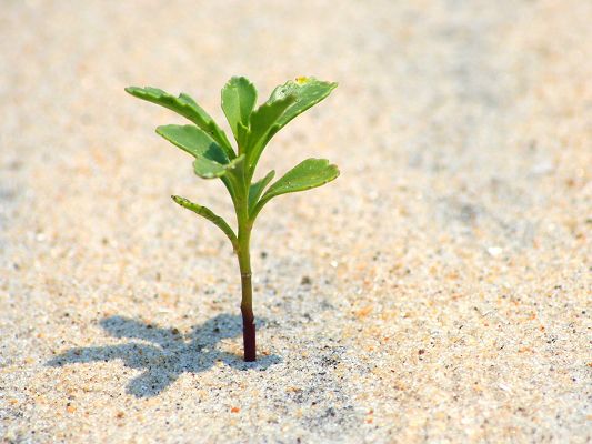 click to free download the wallpaper--Tiny Plant Image, Small Green Plants in Desert, Spreading Life and Hope