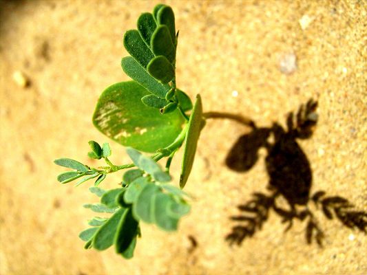 click to free download the wallpaper--Tough Plant Image, Green and Fresh Plant in the Desert, Hard Living Condition