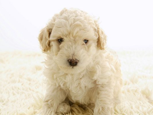 click to free download the wallpaper--Toy Poodle Pet Dog, Curly Fur and Decnet Ancestry, Must be Well-Liked