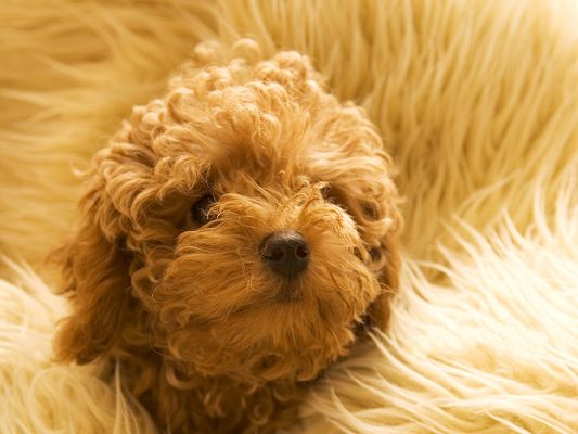 click to free download the wallpaper--Toy Poodle Picture, Fun to Look at and Play with