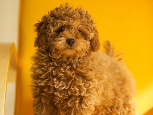 click to free download the wallpaper--Toy Poodle Pictures, Mini Pet Dog, Nice-Looking and Cute