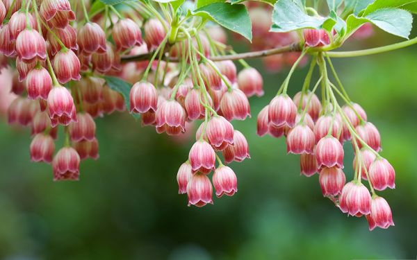 click to free download the wallpaper--Tree Flowers Picture, Tiny Pink Flowers Under Macro Focus, Can Water at Any Time