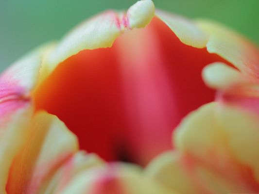 click to free download the wallpaper--Tulip Flower Image, Pink Flower in Bloom, Impressive and Beautiful Scene