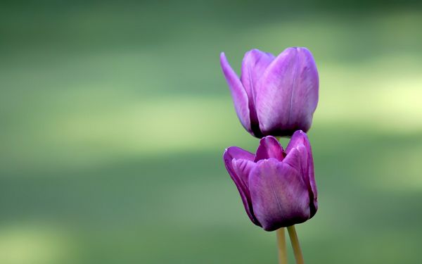 click to free download the wallpaper--Tulips Image, Two Purple Blooming Tulips, Close Friends
