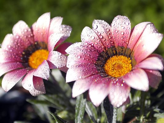 click to free download the wallpaper--Two Flowers Picture, Beautiful Flower with Rain Drops, Great Scenery