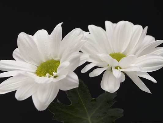 click to free download the wallpaper--Two White Flowers Image, Blooming Flowers on Black Background, Pure and Impressive Scene