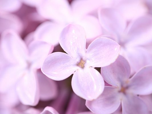 click to free download the wallpaper--Violet Lilac Flowers, Small Pink Flowers in Bloom, Rain Drops on Petals