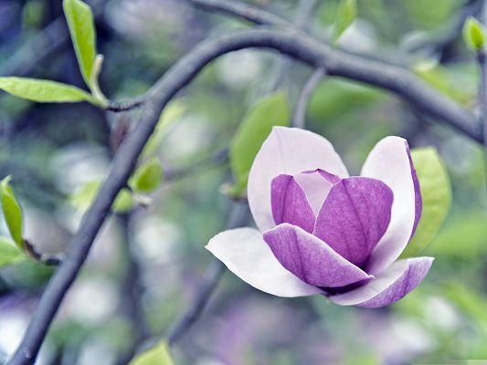 click to free download the wallpaper--Wallpaper Computer Background, Purple Magnolia Under Gray Branches, Nice in Look