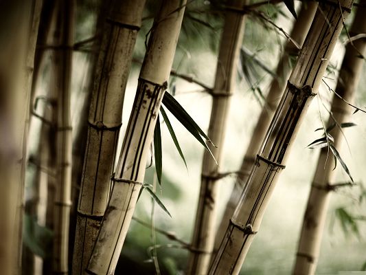 click to free download the wallpaper--Wallpaper Computer Background, Tall Bamboos in Great Growth, Incredible Look