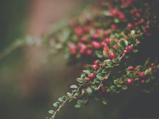 click to free download the wallpaper--Wallpaper Free Computer, Berries Bush Bokeh, Red and Delicious Fruits