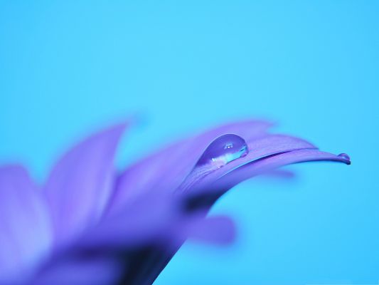 click to free download the wallpaper--Wallpaper Free Computer, Crystal Clear Waterdrop on Purple Petals