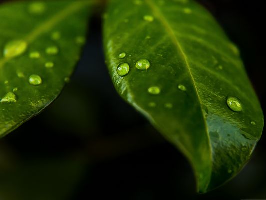 click to free download the wallpaper--Wallpaper Free Computer, Green Leaves with Waterdrops, Appreciate the Freshness and Cleaness