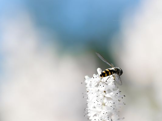 click to free download the wallpaper--Wallpaper Free Computer, Little Bee on White Blooming Flowers, Loving Each Other