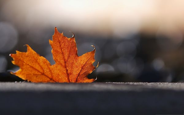 click to free download the wallpaper--Wallpaper Free Computer, Maple Leaf Bokeh, Clean and Fresh Look