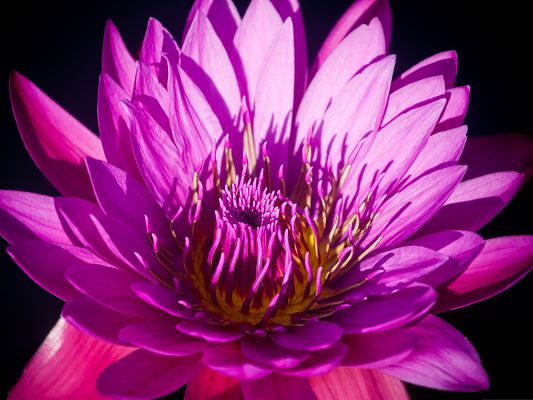 click to free download the wallpaper--Wallpaper Free Computer, Pink Flower in Bloom, Magnificent Look