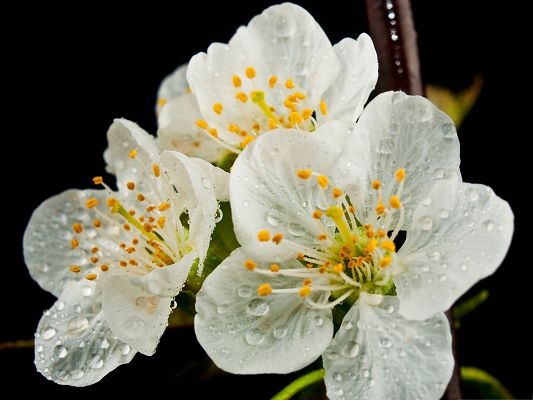 click to free download the wallpaper--Wallpaper Free Computer, Spring Flower Bloom, White Tiny Flowers with Raindrops