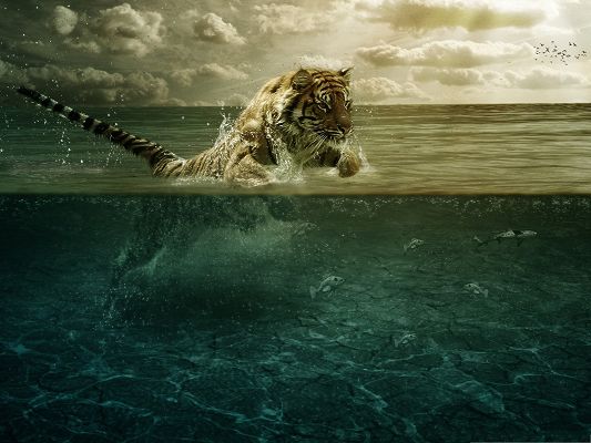 click to free download the wallpaper--Wallpaper Free Computer, Tiger Playing in Water, Be Offshore Soon Enough