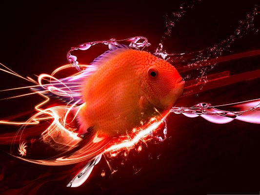 click to free download the wallpaper--Wallpaper Free Computer, Tropical Fish in Swim, Highly Attractive