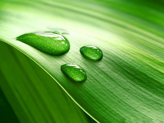 click to free download the wallpaper--Wallpaper Free Computer, Waterdrop on Green Leaf, Clean and Fresh Scenery