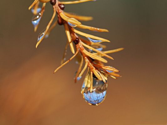 click to free download the wallpaper--Wallpaper Free Computer, Wet Fir Tree Twig, Waterdrop About to Fall