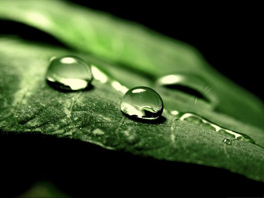 click to free download the wallpaper--Wallpaper Free Computer, Wet Green Leaf, Crystal Clear Drops of Water