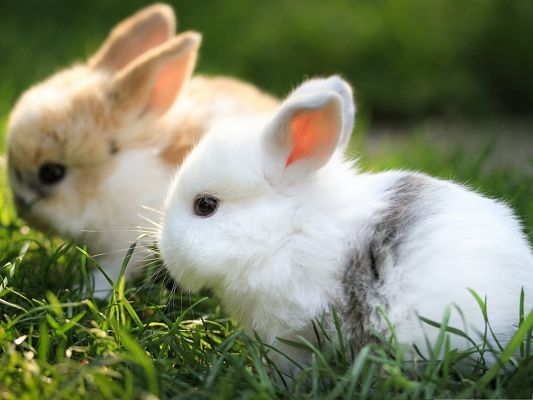 click to free download the wallpaper--Wallpaper for Computer Desktops, Cute Bunnies Outdoor, Dinner Time!