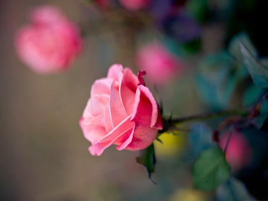 click to free download the wallpaper--Wallpaper for Computer Desktops, Pink Rose in Bloom, Incredible Look