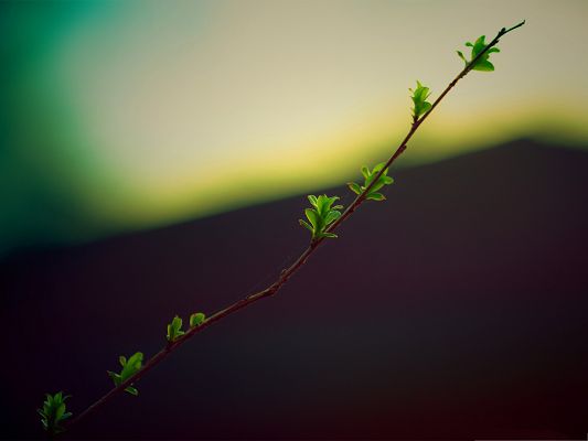 click to free download the wallpaper--Wallpaper for Computer Desktops, Twig With Green Buds, Fresh Spring Morning