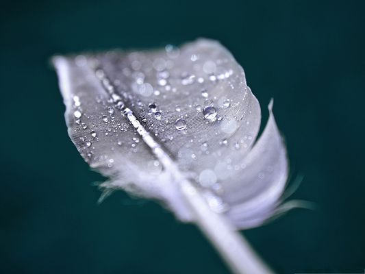 click to free download the wallpaper--Wallpaper for Computer Desktops, Water Drops On Feather, Put Against Dark Background