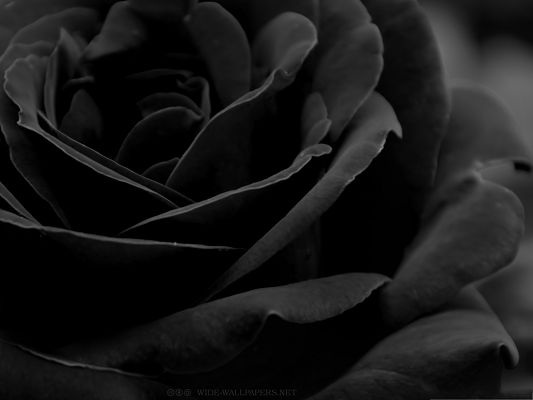 click to free download the wallpaper--Wallpaper for Desktop Computer, Black Blooming Rose, Amazing Look